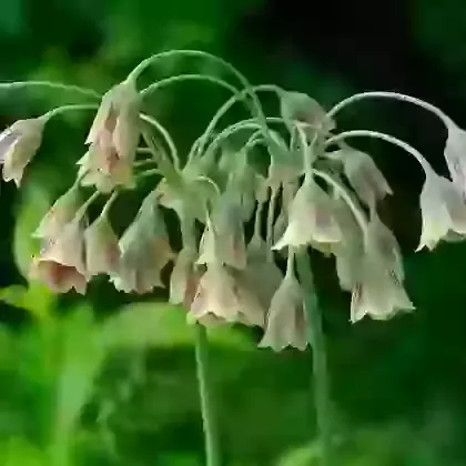 ssp. Bulgaricum